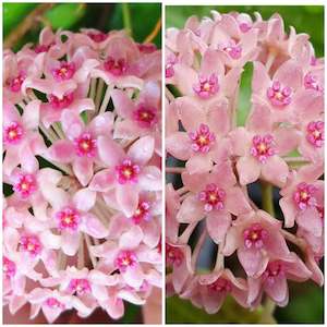 Nursery (flower, shrubs, ornamental trees): Hoya hanhiae Pink - No 1