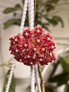 Nursery (flower, shrubs, ornamental trees): Hoya elmerii formerly Hoya mindorensis ssp. superba (Rare)