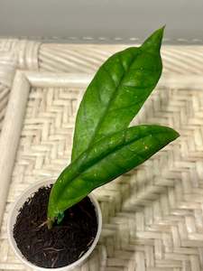 Nursery (flower, shrubs, ornamental trees): Hoya sp. Bat Cave IML 1198