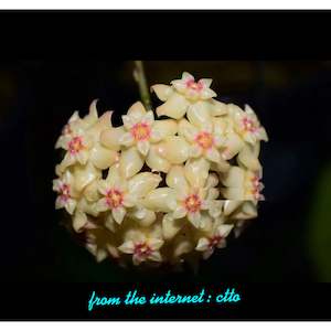 Nursery (flower, shrubs, ornamental trees): Hoya sp. Teneba, Very rare