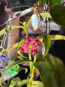 Nursery (flower, shrubs, ornamental trees): Hoya lobbii (Dark Red)