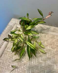 Hoya lacunosa (Inner variegated) Plant no 8