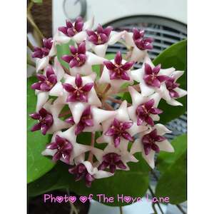 Nursery (flower, shrubs, ornamental trees): Hoya ‘Patricia’