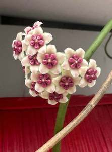 Nursery (flower, shrubs, ornamental trees): Hoya kerrii (Splash)