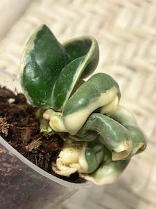 Nursery (flower, shrubs, ornamental trees): Hoya carnosa ssp. compacta  ‘Regalis’ (Outer  variegated Hindu rope)