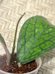 Hoya sp. Lampung , Very rare