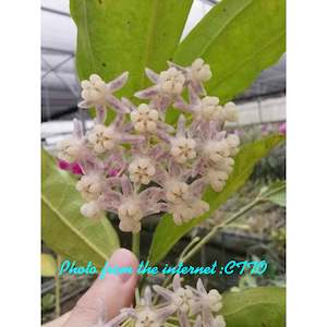 Nursery (flower, shrubs, ornamental trees): Hoya medinifolia , Very Rare (Plant 2)