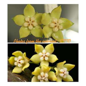 Nursery (flower, shrubs, ornamental trees): Hoya griffithii (Yellow), Rare