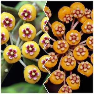 Nursery (flower, shrubs, ornamental trees): Hoya waymaniae