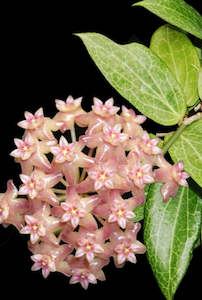 Nursery (flower, shrubs, ornamental trees): Hoya fitchii- Rooted Cuttings