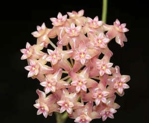 Nursery (flower, shrubs, ornamental trees): Hoya fitchii- Small Plant