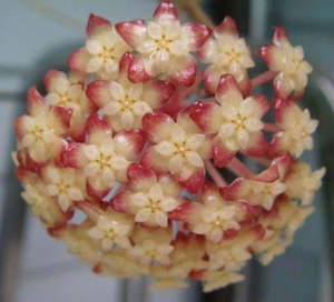 Hoya finlaysonii (Regular/original form)