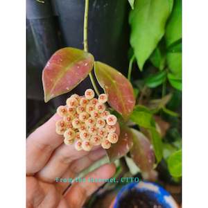 Nursery (flower, shrubs, ornamental trees): Hoya walliana