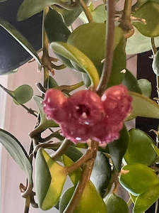 Hoya heuschkeliana (Magenta, Dark Red, Dark Pink)