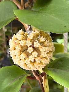 Nursery (flower, shrubs, ornamental trees): Hoya incrassata ‘Eclipse’ - Outer variegated Hoya incrassata