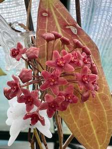 Nursery (flower, shrubs, ornamental trees): Hoya camphorifolia - Dark Pink