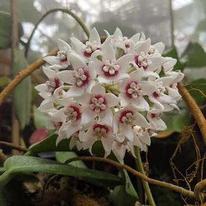 Nursery (flower, shrubs, ornamental trees): Hoya calycina Stargazer