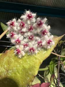 Nursery (flower, shrubs, ornamental trees): Hoya caudata - (Big Green Leaves)