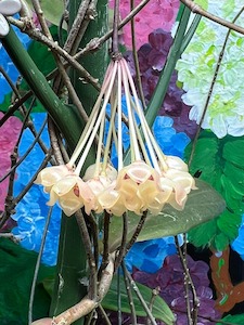 Nursery (flower, shrubs, ornamental trees): Hoya blashernaezii ssp. siariae (chimeric)