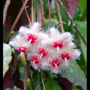 Hoya caudata Sumatra