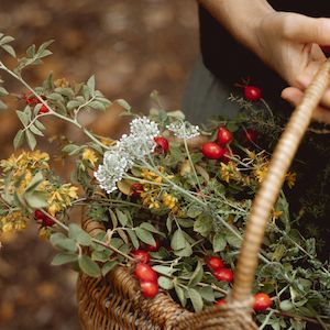 Rosehip Face Cream - seasonal release