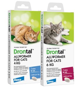 Drontal for Cats and Kittens: treats and controls gastrointestinal worms