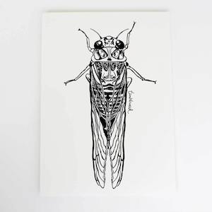 Cicada/kihikihi-wawā Art Print