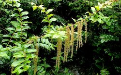 TÅªPÄKIHI OIL