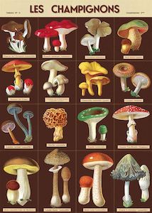 Cavallini Les Champignons Poster Wrap