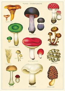 Florist: Cavallini Mushrooms Poster Wrap