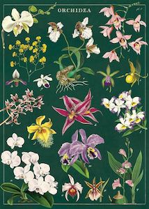 Florist: Cavallini Orchids Poster Wrap