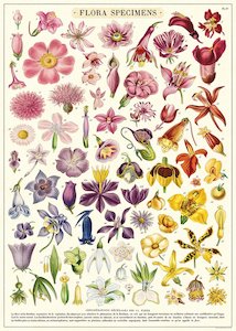 Cavallini Flora Specimens Poster Wrap