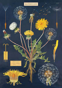 Florist: Cavallini Dandelion Poster Wrap