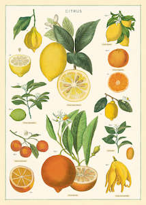 Florist: Cavallini Citrus Poster Wrap