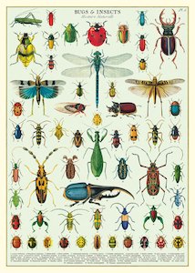 Cavallini Bugs And Iinsects Poster Wrap