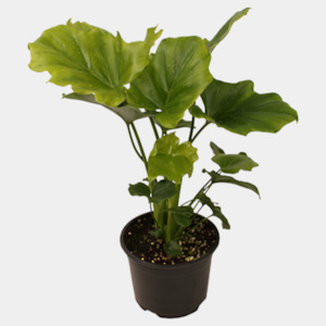 Philodendron Hope