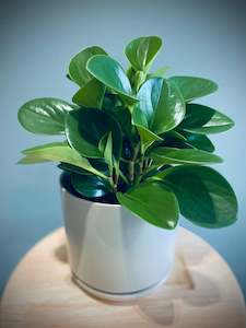 Peperomia Emerald