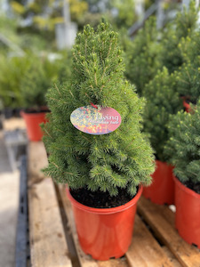 Florist: Mini (Living) Christmas Tree Gift Set