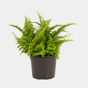 Florist: Nephrolepis Fluffy Ruffles (coming soon for Xmas)