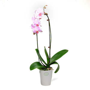 Phalaenopsis orchid mini