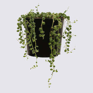 String of Pearls