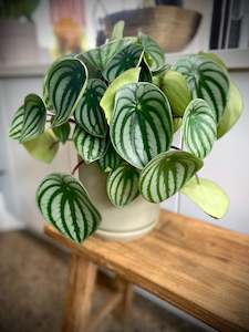 Peperomia Watermelon