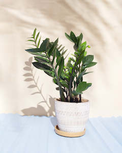 Zamioculcas Green (Large)