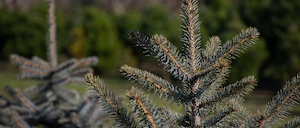 Tree or shrub, potted - wholesaling: Capture the festive magic of selecting your own fresh, groomed, fragrant New Zealand or exotic Christmas Tree