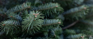 Tree or shrub, potted - wholesaling: Smell the difference