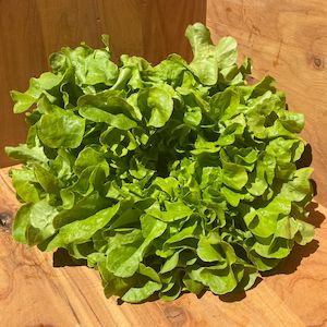 Oak Leaf Green Lettuce