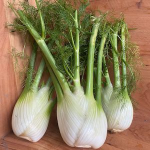 Fennel Bulbs