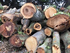 Firewood cutting: Green Arborist Mix - Urban Firewood