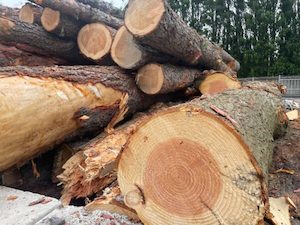 Firewood cutting: Green Larch - Urban Firewood