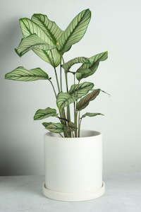 Plant, garden: Lamia Ceramic Pot - White 18cm